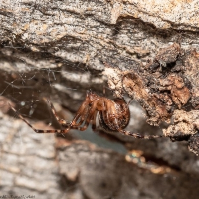 Cryptachaea veruculata (Diamondback comb-footed spider) at Holt, ACT - 11 Sep 2020 by Roger