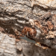 Cryptachaea veruculata (Diamondback comb-footed spider) at Holt, ACT - 11 Sep 2020 by Roger