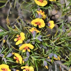 Dillwynia sieberi (Sieber's Parrot Pea) at Morton National Park - 12 Sep 2020 by plants