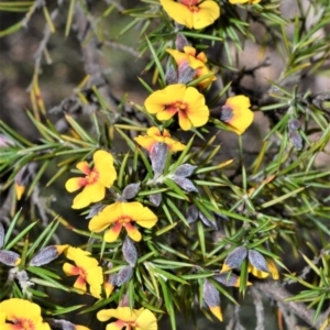 Dillwynia sieberi at Fitzroy Falls - 12 Sep 2020 12:26 AM