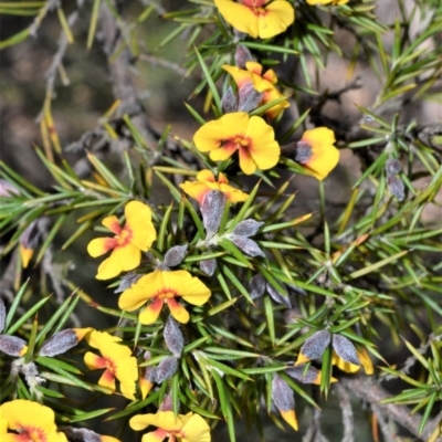 Dillwynia sieberi (Sieber's Parrot Pea) at Fitzroy Falls - 11 Sep 2020 by plants