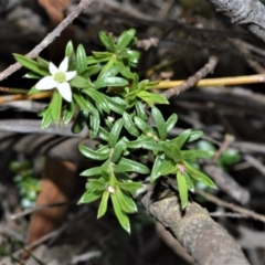 Rhytidosporum procumbens (White Marianth) at Fitzroy Falls - 11 Sep 2020 by plants