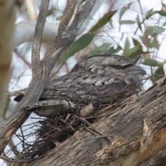 Podargus strigoides (Tawny Frogmouth) at Yarrow, NSW - 12 Sep 2020 by rawshorty