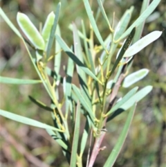 Acacia suaveolens (Sweet Wattle) at Fitzroy Falls - 11 Sep 2020 by plants