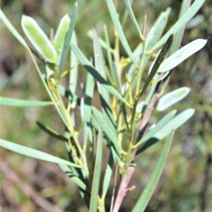 Acacia suaveolens at Morton National Park - 12 Sep 2020