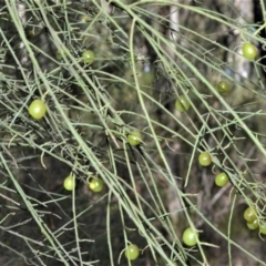 Leptomeria acida (Native Currant, Sour Currant Bush) at Fitzroy Falls, NSW - 11 Sep 2020 by plants