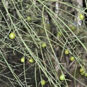 Leptomeria acida at Fitzroy Falls, NSW - 12 Sep 2020 12:31 AM