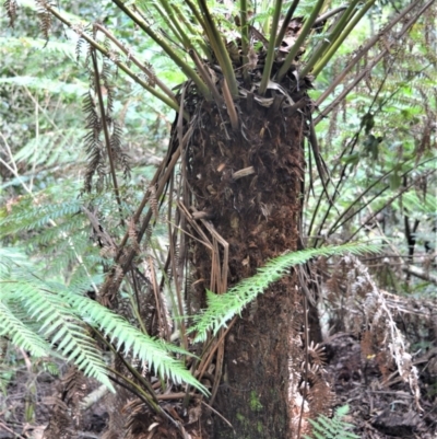 Dicksonia antarctica (Soft Treefern) at Fitzroy Falls - 11 Sep 2020 by plants