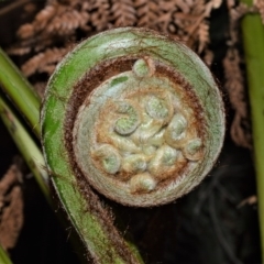 Dicksonia antarctica at Fitzroy Falls - 12 Sep 2020