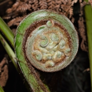 Dicksonia antarctica at Fitzroy Falls - 12 Sep 2020