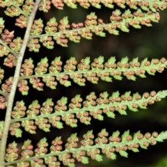 Dicksonia antarctica at Fitzroy Falls - suppressed