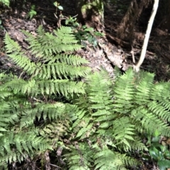 Diplazium australe (Austral lady fern) at Wingecarribee Local Government Area - 11 Sep 2020 by plants