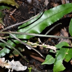 Blechnum patersonii subsp. patersonii (Strap Water Fern) at Morton National Park - 12 Sep 2020 by plants