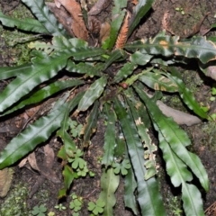 Blechnum patersonii subsp. patersonii at Fitzroy Falls - 12 Sep 2020 12:56 AM