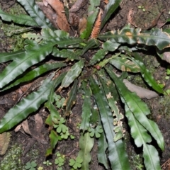 Blechnum patersonii subsp. patersonii at Fitzroy Falls - 12 Sep 2020