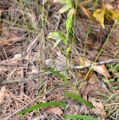 Pterostylis longifolia (Tall Greenhood) at Fitzroy Falls - 11 Sep 2020 by plants