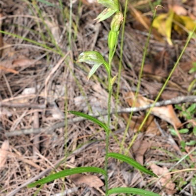 Pterostylis longifolia (Tall Greenhood) at Fitzroy Falls - 12 Sep 2020 by plants