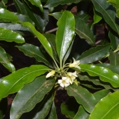 Pittosporum undulatum (Sweet Pittosporum) at Fitzroy Falls - 11 Sep 2020 by plants