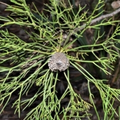 Isopogon anethifolius at Morton National Park - 11 Sep 2020 by plants