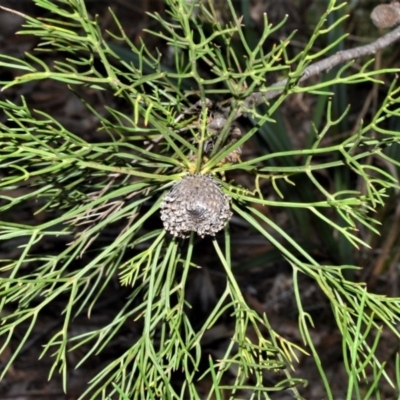 Isopogon anethifolius at Fitzroy Falls - 12 Sep 2020 by plants