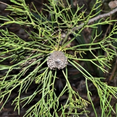Isopogon anethifolius at Morton National Park - 11 Sep 2020 by plants