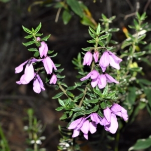 Tetratheca thymifolia at Fitzroy Falls - 12 Sep 2020