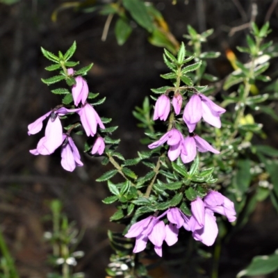 Tetratheca thymifolia (Black-eyed Susan) at Fitzroy Falls - 11 Sep 2020 by plants