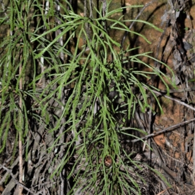 Lycopodium deuterodensum (Bushy Club Moss) at Fitzroy Falls - 11 Sep 2020 by plants