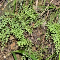 Lindsaea microphylla (Lacy Wedge-fern) at Morton National Park - 12 Sep 2020 by plants