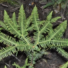 Sticherus lobatus (Spreading Fan Fern) at Wingecarribee Local Government Area - 12 Sep 2020 by plants