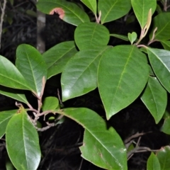 Quintinia sieberi (Possumwood) at Fitzroy Falls - 11 Sep 2020 by plants