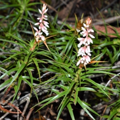 Dracophyllum secundum at Fitzroy Falls, NSW - 11 Sep 2020 by plants