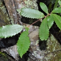 Callicoma serratifolia (Black Wattle, Butterwood, Tdgerruing) at Fitzroy Falls - 11 Sep 2020 by plants