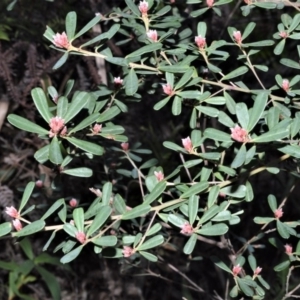 Pultenaea daphnoides at Morton National Park - 12 Sep 2020