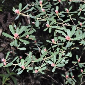 Pultenaea daphnoides at Morton National Park - 12 Sep 2020 02:24 AM