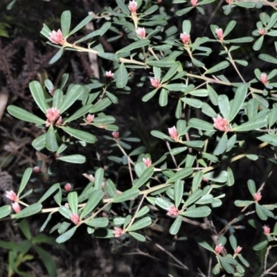 Pultenaea daphnoides (Large-leaf Bush-pea) at Wingecarribee Local Government Area - 12 Sep 2020 by plants