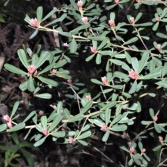 Pultenaea daphnoides (Large-leaf Bush-pea) at Wingecarribee Local Government Area - 11 Sep 2020 by plants