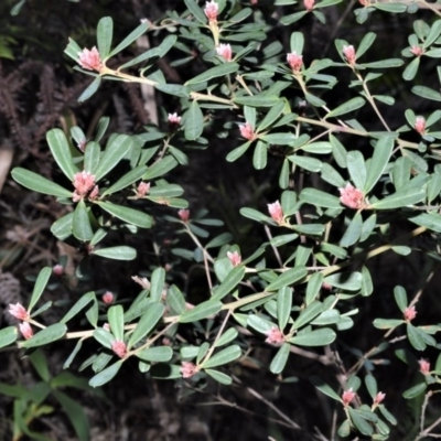 Pultenaea daphnoides (Large-leaf Bush-pea) at Fitzroy Falls - 11 Sep 2020 by plants
