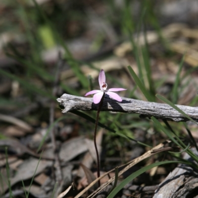 Caladenia fuscata (Dusky Fingers) at Bruce, ACT - 11 Sep 2020 by AllanS