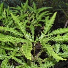 Sticherus flabellatus (Shiny Fan-fern, Umbrella Fern) at Fitzroy Falls - 12 Sep 2020 by plants