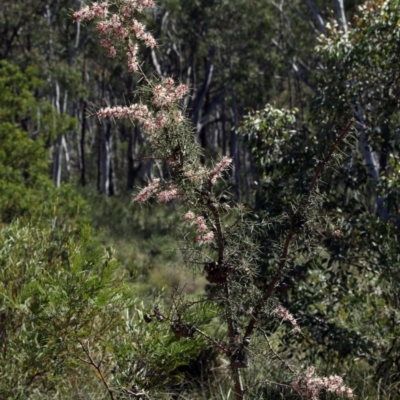 Hakea decurrens (Bushy Needlewood) at Black Mountain - 11 Sep 2020 by AllanS