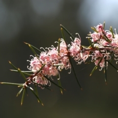 Hakea decurrens subsp. decurrens (Bushy Needlewood) at Black Mountain - 11 Sep 2020 by AllanS