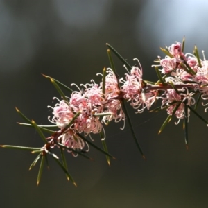 Hakea decurrens subsp. decurrens at Bruce, ACT - 11 Sep 2020 12:42 PM