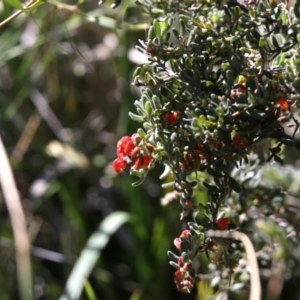 Grevillea alpina at Bruce, ACT - 11 Sep 2020