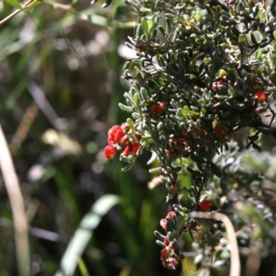 Grevillea alpina (Mountain Grevillea / Cat's Claws Grevillea) at Bruce, ACT - 11 Sep 2020 by AllanS