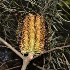 Banksia spinulosa var. cunninghamii (Hairpin Banksia) at Fitzroy Falls - 11 Sep 2020 by plants