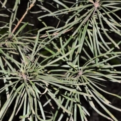 Banksia spinulosa var. cunninghamii at Fitzroy Falls - 12 Sep 2020 02:30 AM