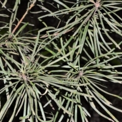 Banksia spinulosa var. cunninghamii at Fitzroy Falls - 12 Sep 2020