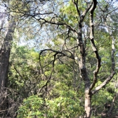 Banksia spinulosa var. cunninghamii at Fitzroy Falls - 12 Sep 2020