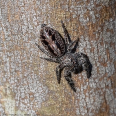 Sandalodes superbus (Ludicra Jumping Spider) at Holt, ACT - 11 Sep 2020 by Roger